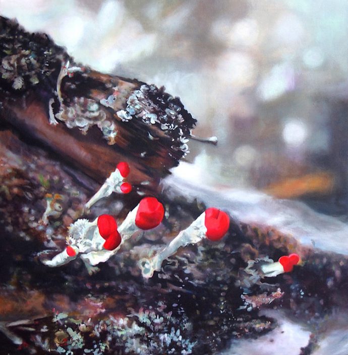 British Soldier Lichen - Melanie MacDonald